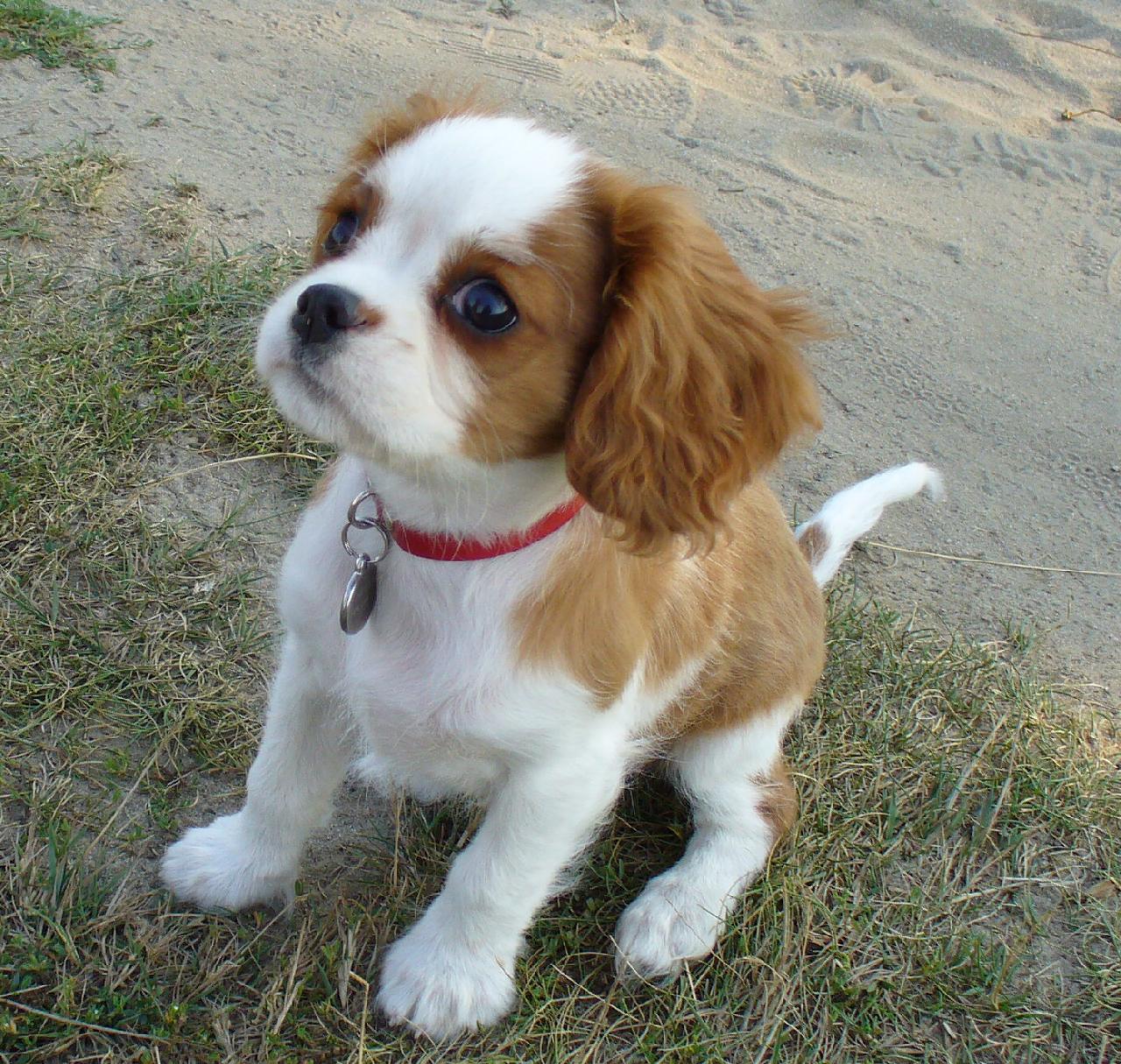 Foto: ply���ek