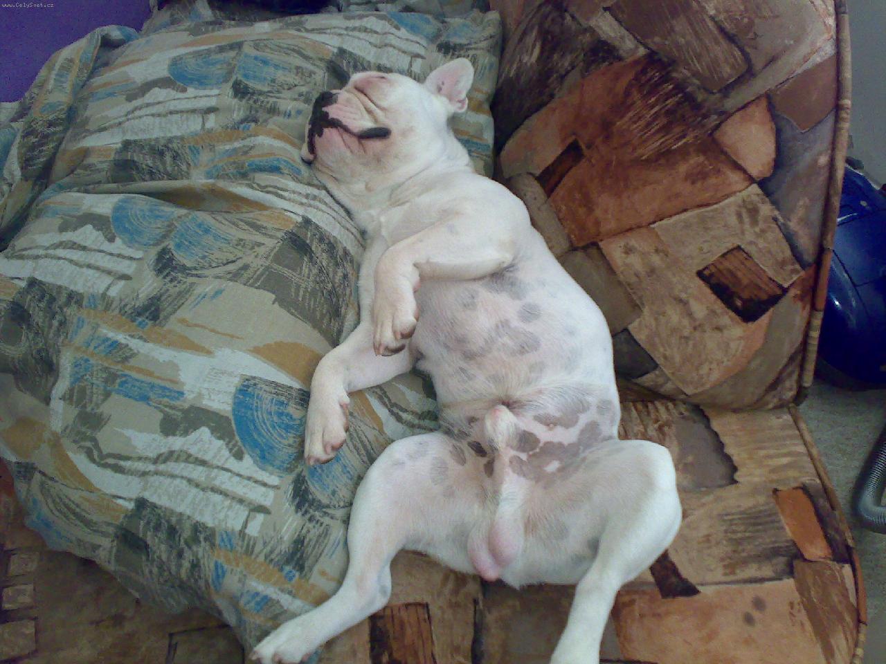 Foto: Albi-Ale j� nejsem dalmatin...