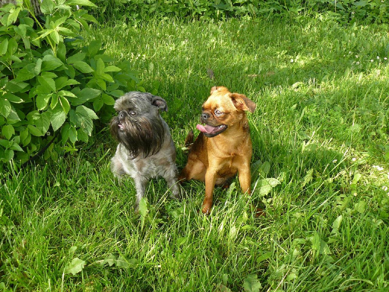 Foto: Nugetka s Ally