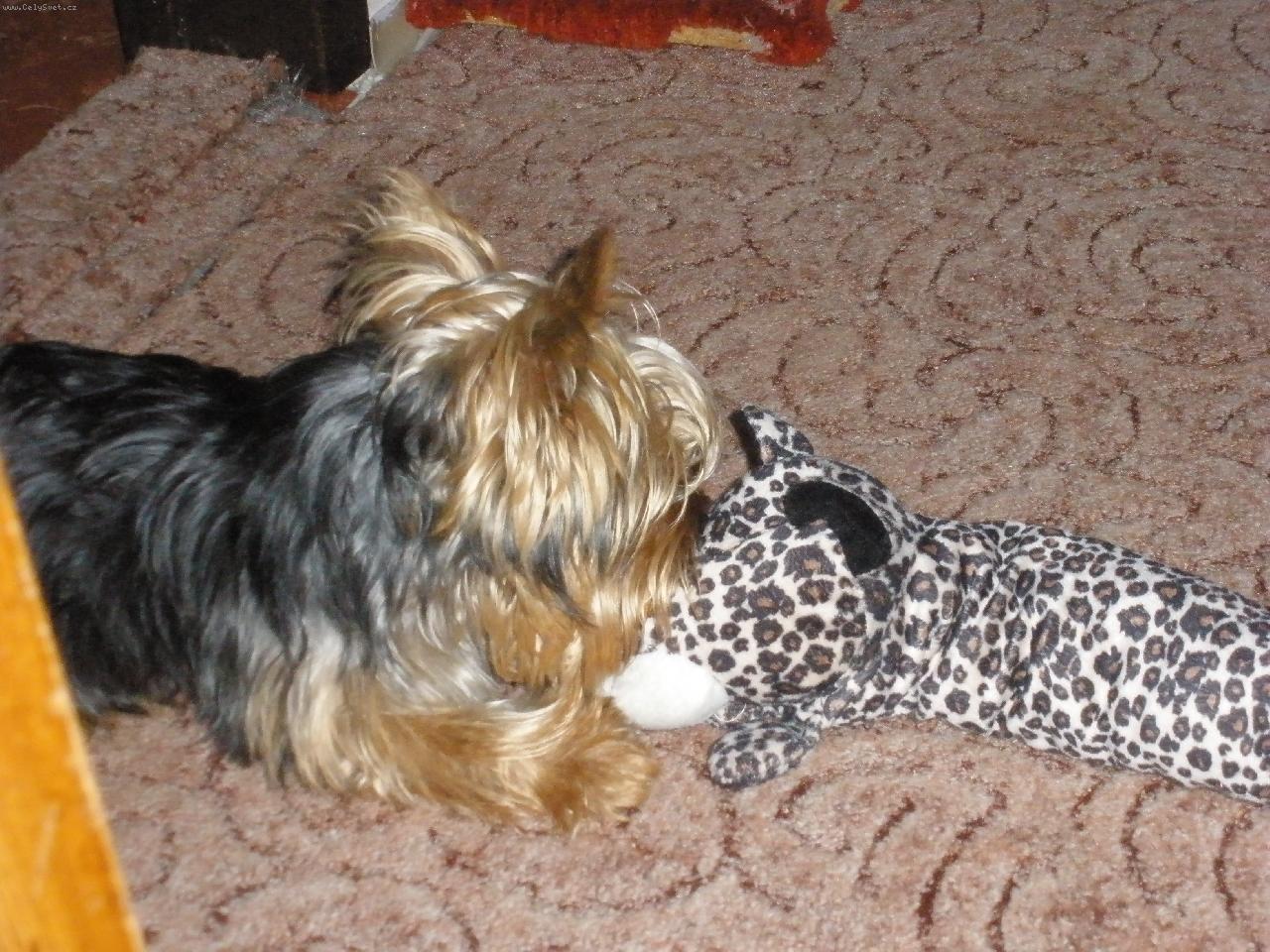 Foto: m�j mil��ek Terry-z�ke���k:)
