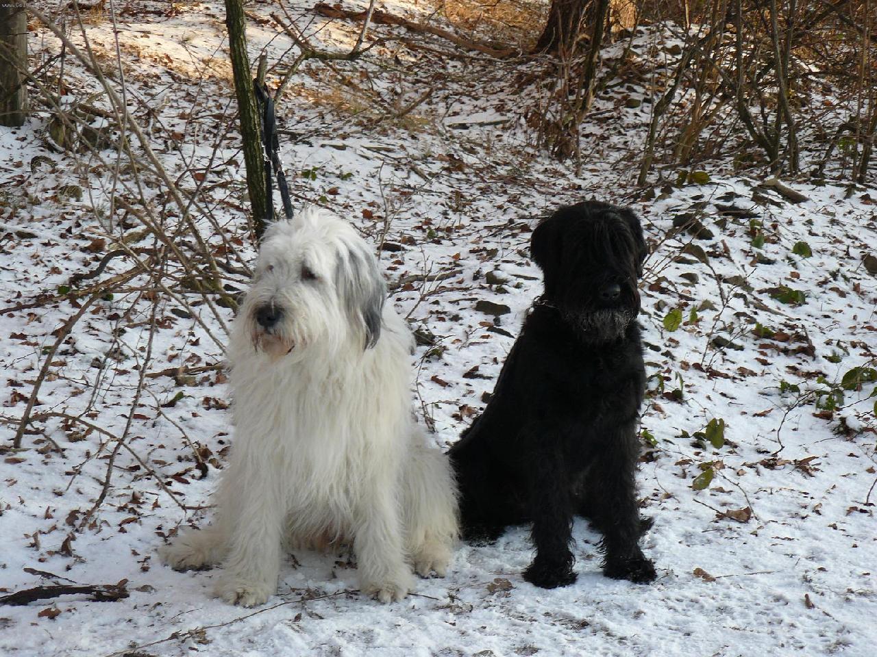 Foto: Brixi�ka a Kar�a