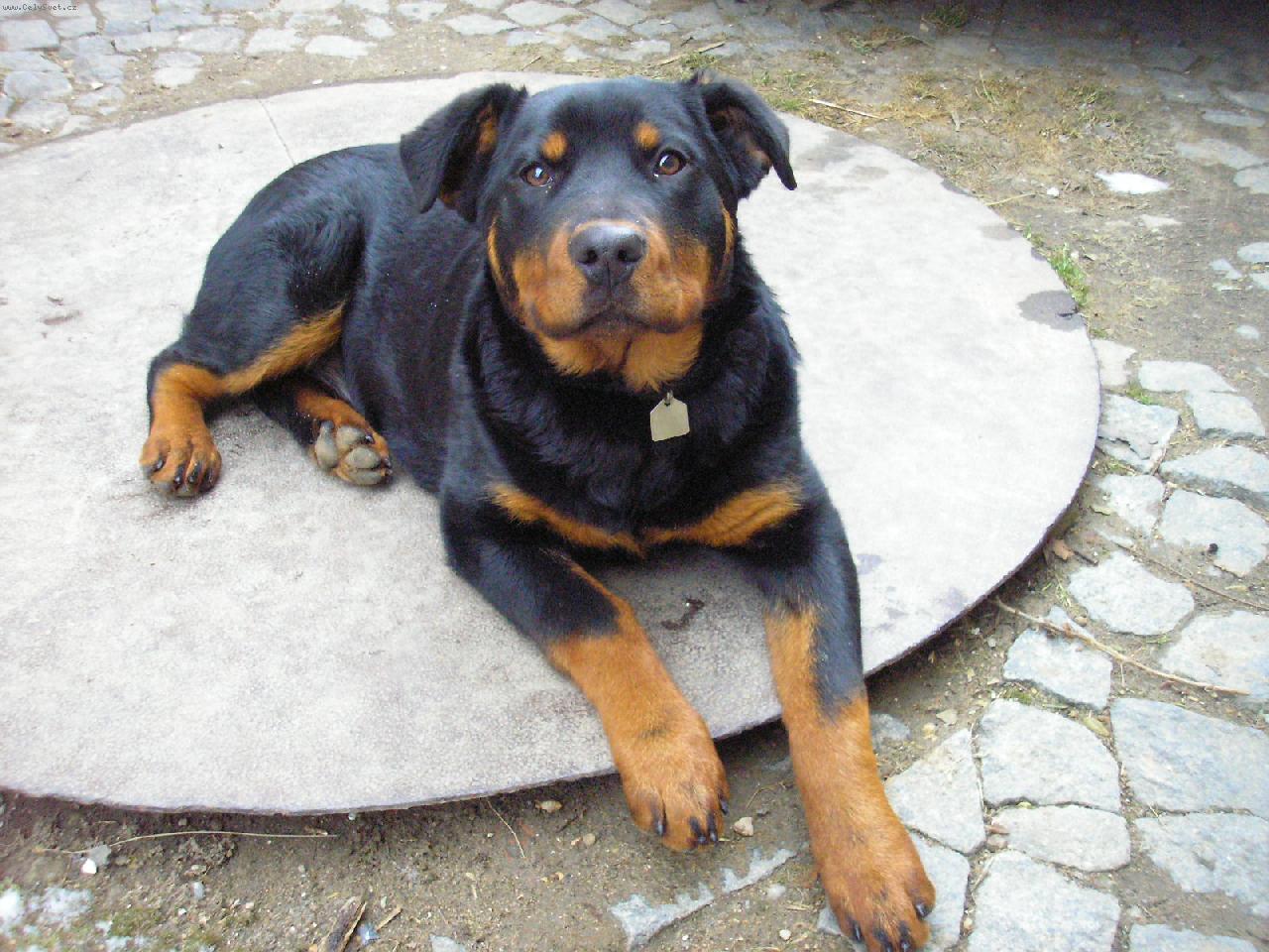 Foto: Mil��ek Daffy-Daffy