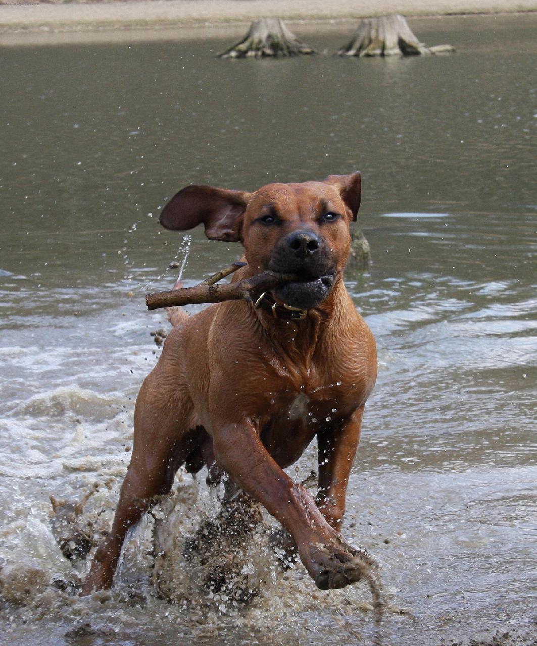 Foto: Tor-Tor 6 mesicu u vody