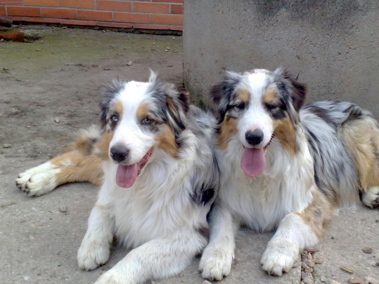 Foto: Asky a Gris Tender Flash