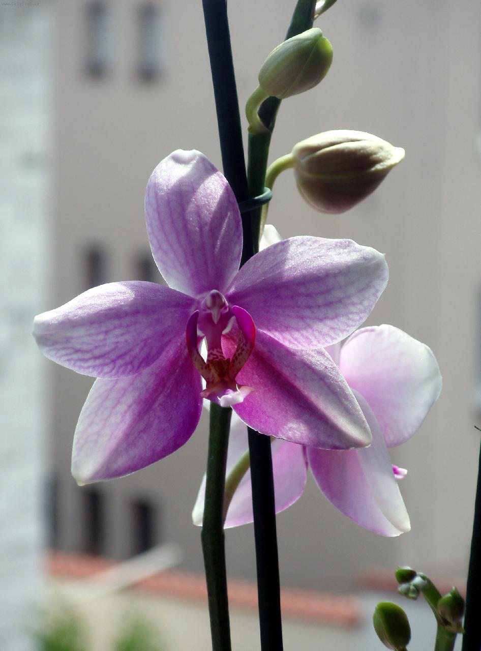Foto: Phalaenopsis
