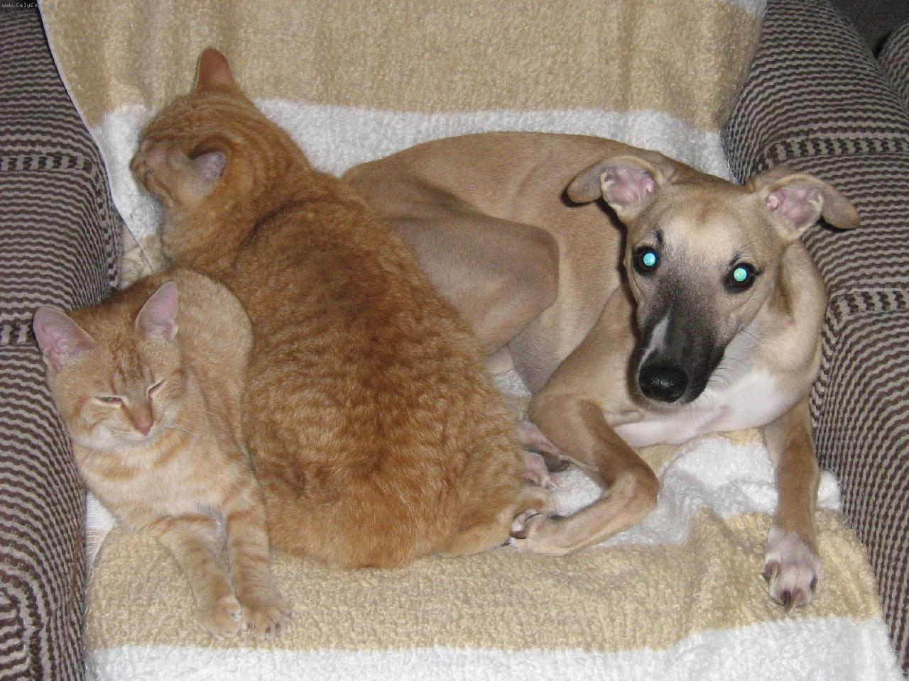 Foto: Alconnor Deixes-kamar�dsk�