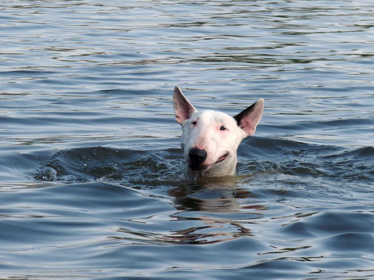 Foto: Plav��ek Roda