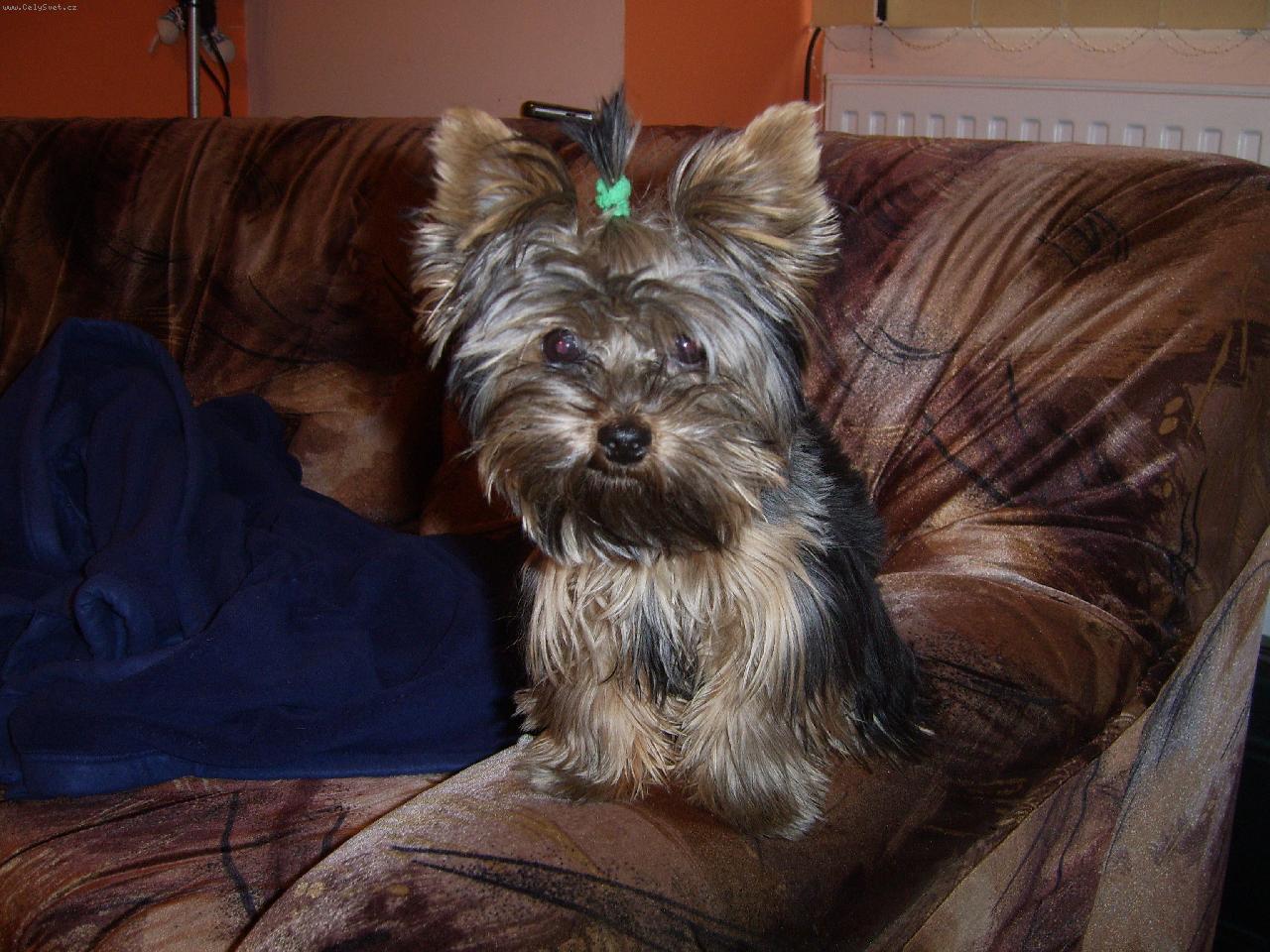 Foto: yorshire terier-Tak si m� teda vyfo�, tedy....