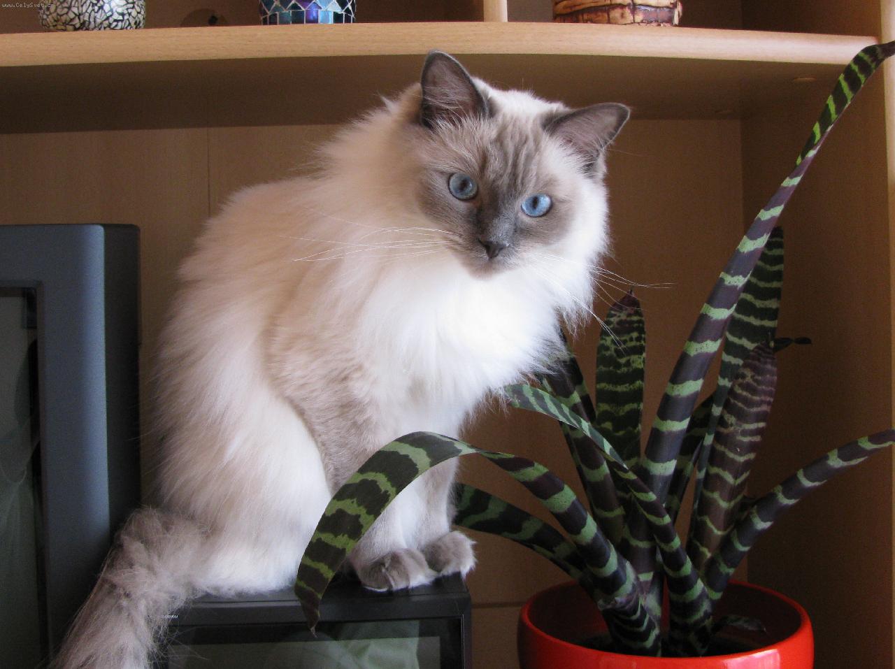 Foto: lump�k Aishinka