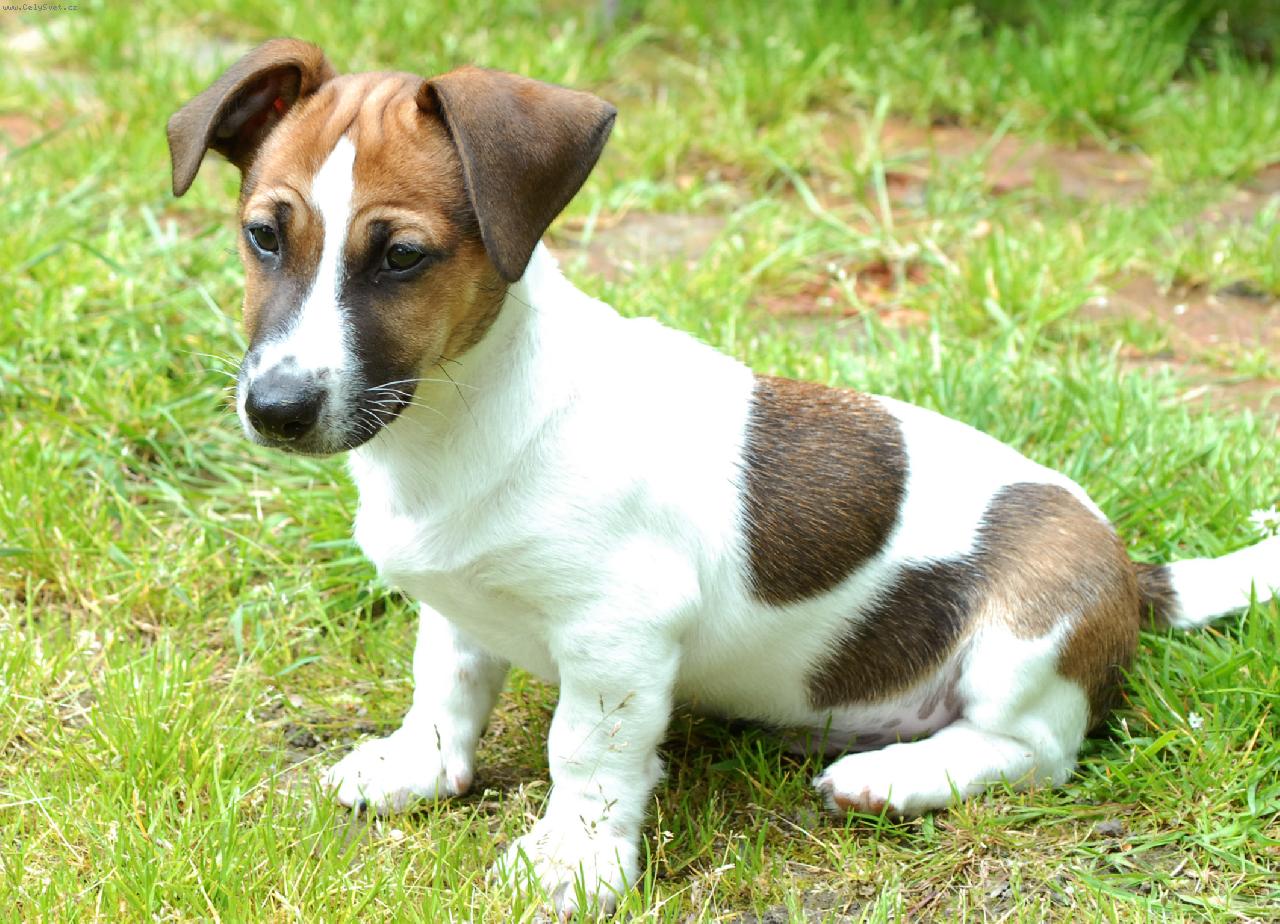 Foto: R�a pozorovatel