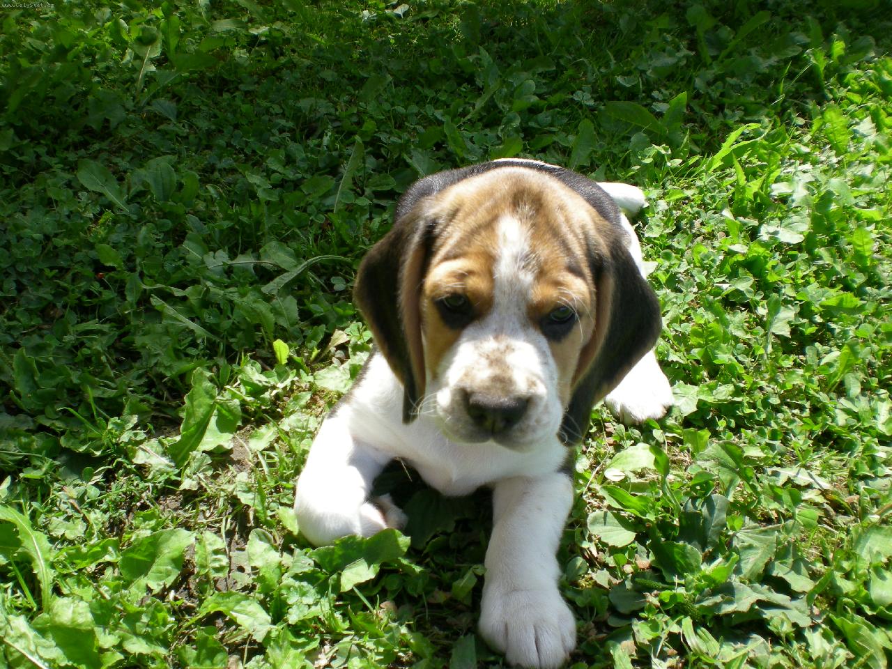 Foto: B�gl - M�ja