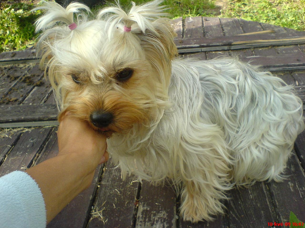 Foto: White/ gold yorkshire terrier-Elisabeth