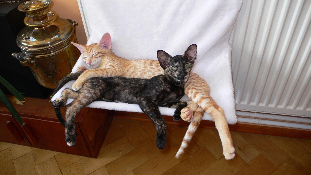 Foto: �ofka a Tlap�k