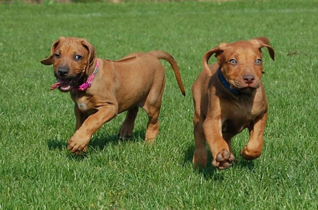 Foto: DAZZLING TAQ NERO a DANCING QUEEN