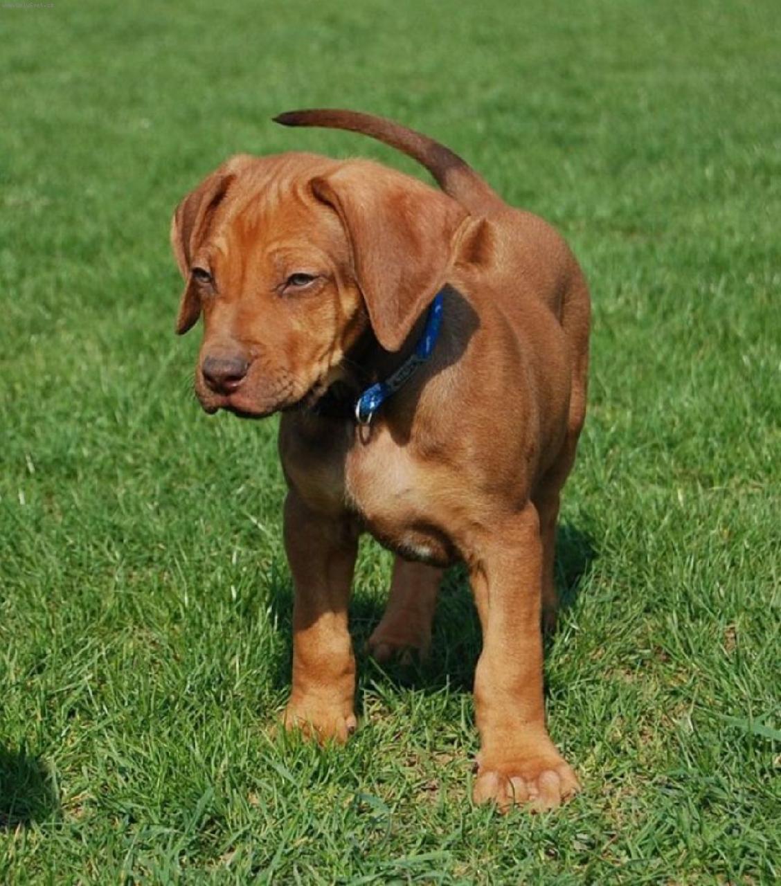 Foto: DAZZLING TAQ NERO