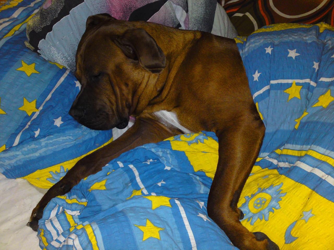 Foto: Gorb�k to zkusil v posteli