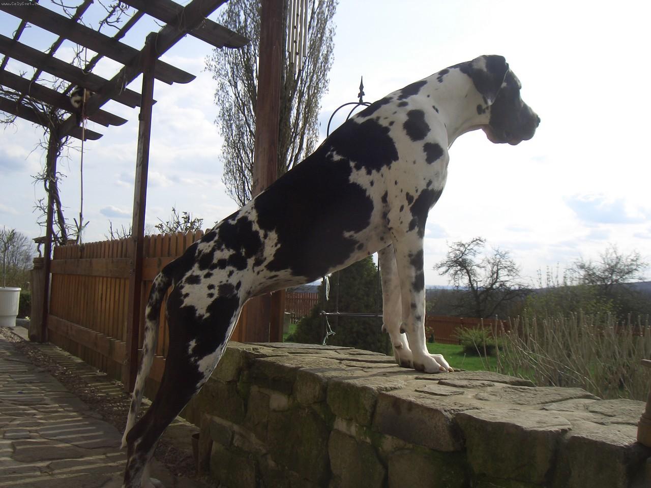 Foto: K���li�ov� ...