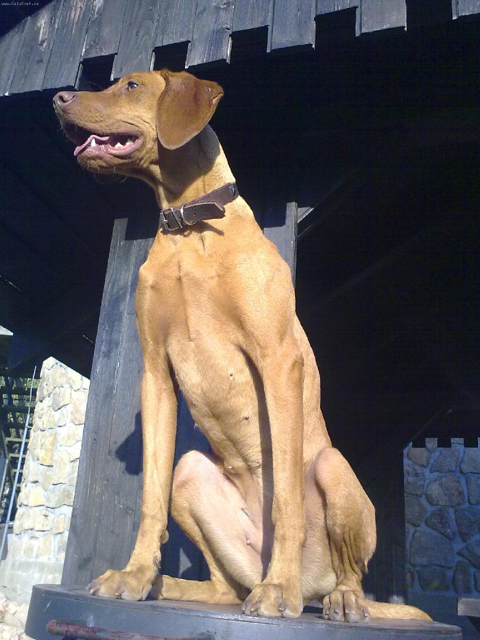 Foto: Maila z Topoln�-Viszla jak pes