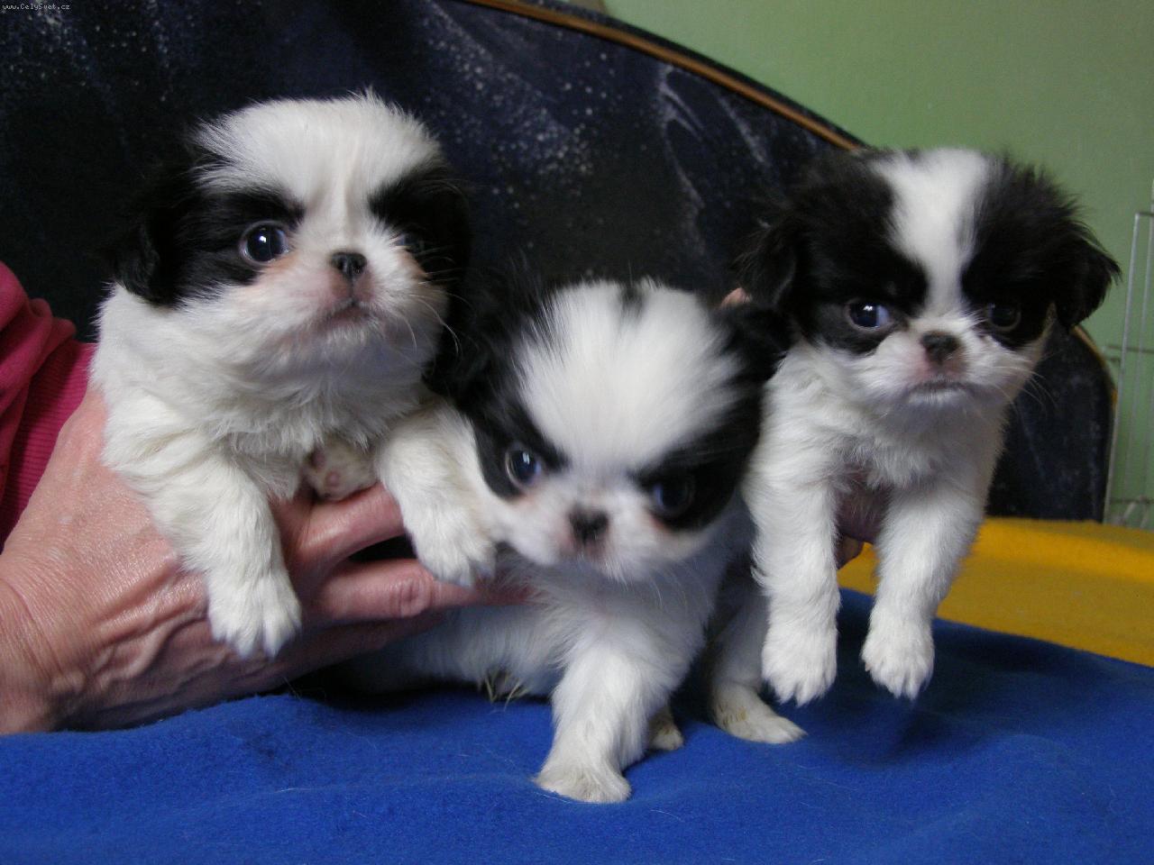 Foto: 3 kluci v chalup�