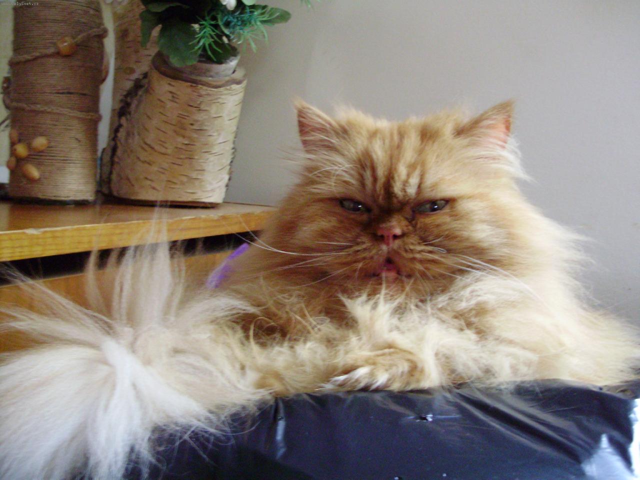 Foto: Gaston-m�j mil��ek