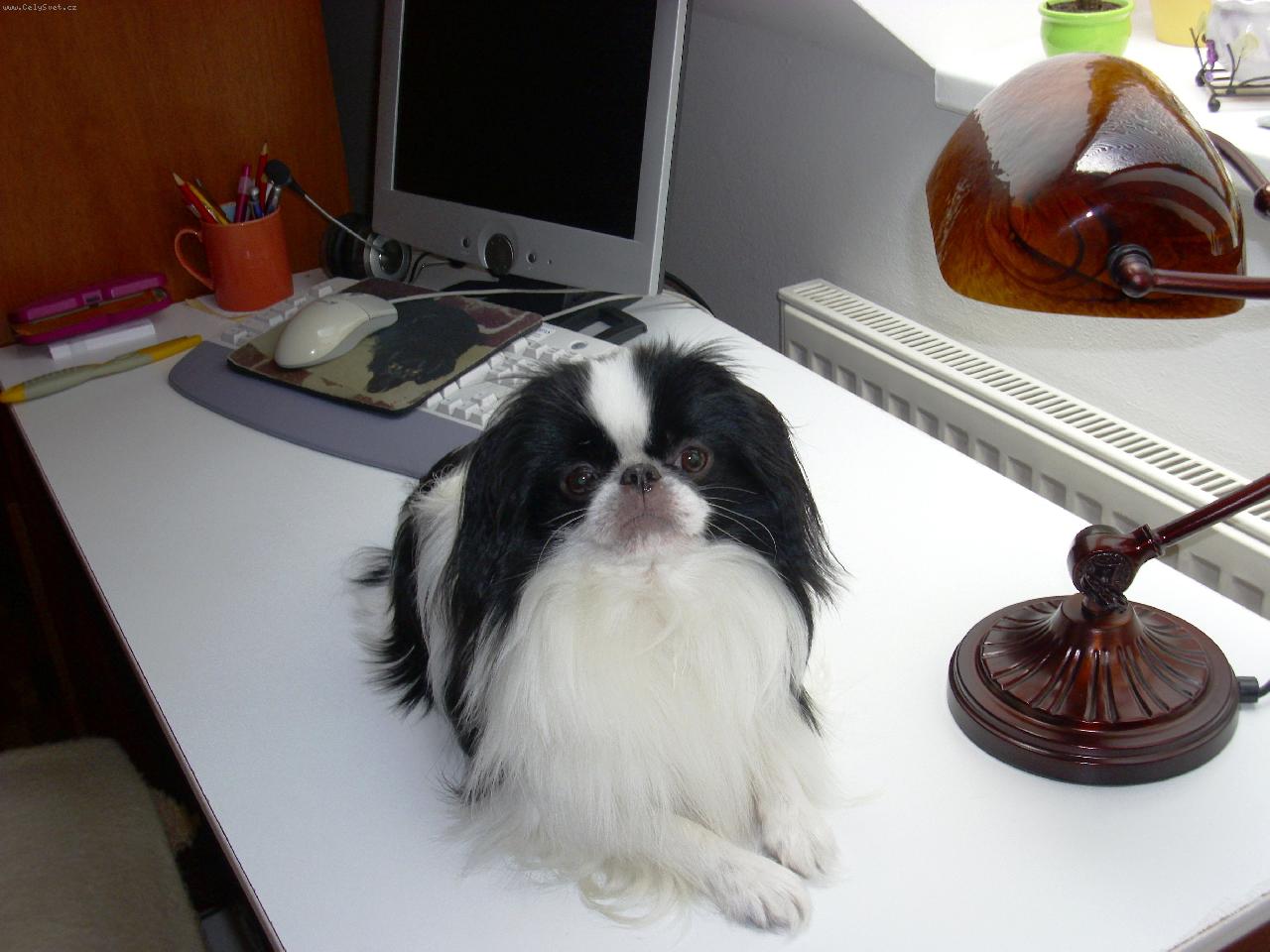 Foto: �iko-Chico Untis-u po��ta�e