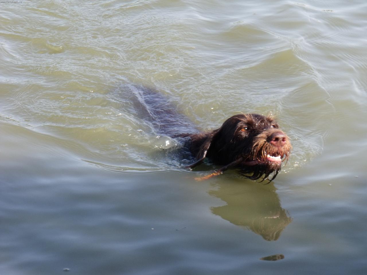 Foto: Orina z kyjovic