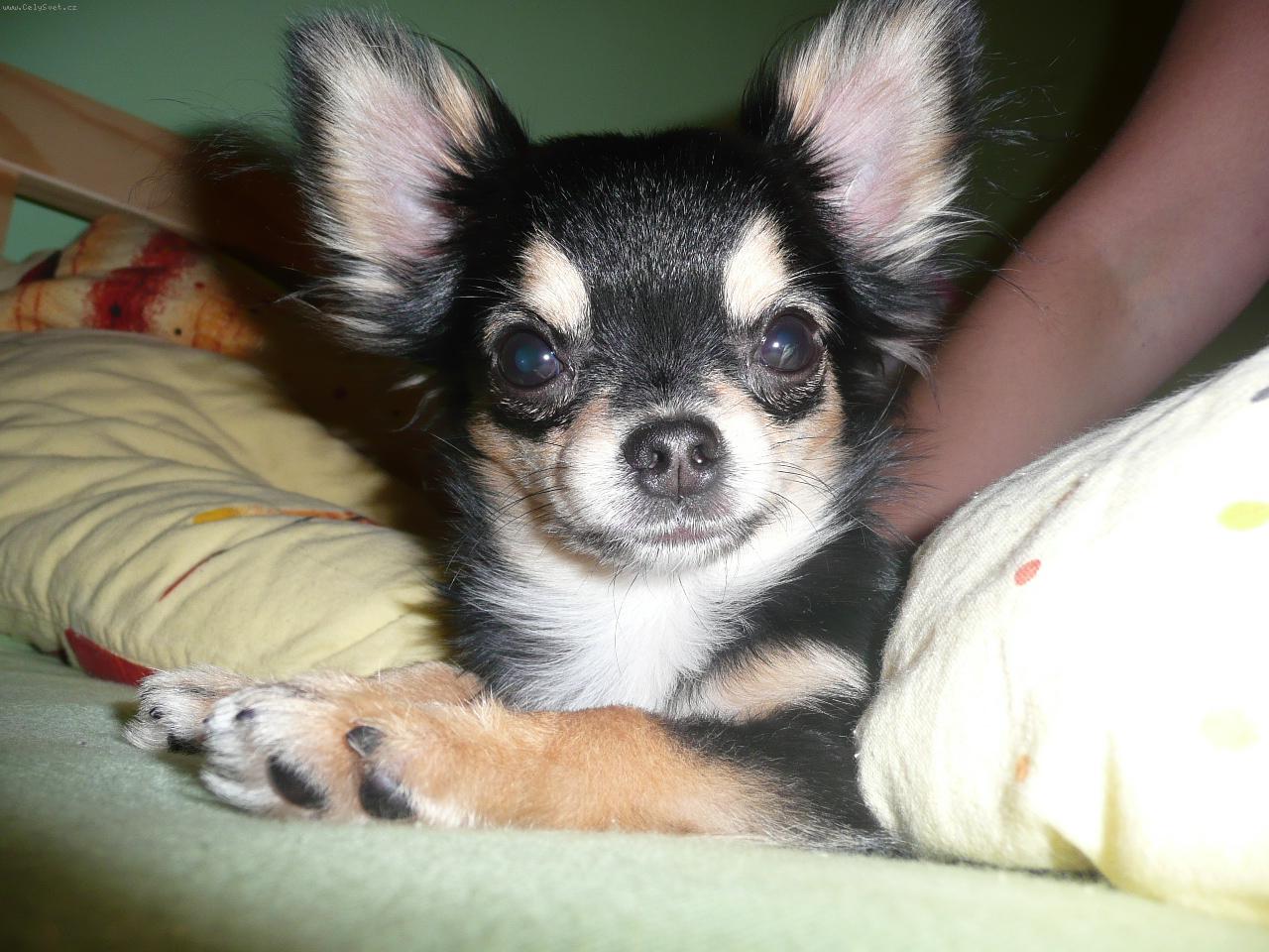 Foto: Dlouhosrst� �ivava-Beny