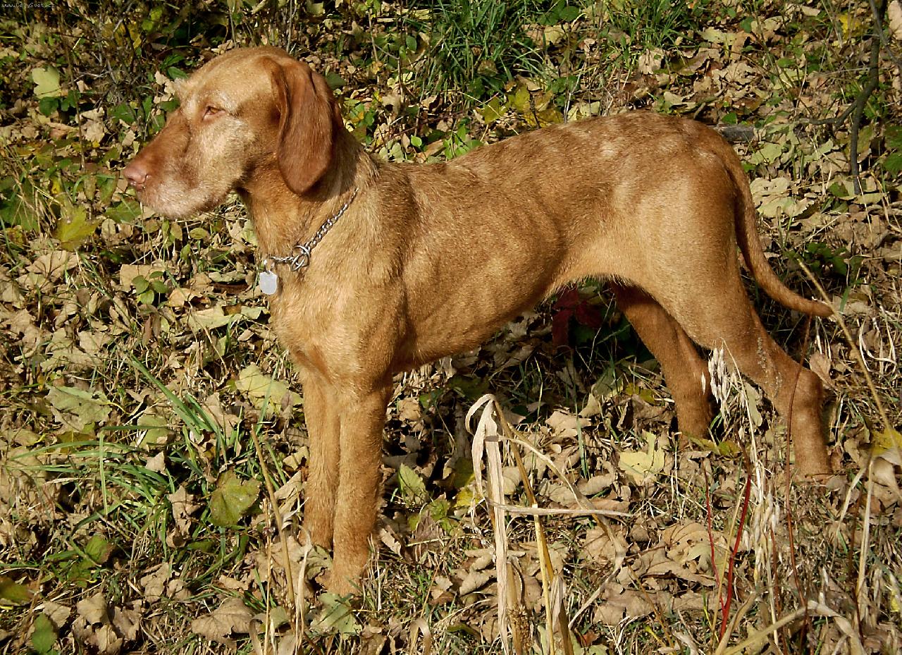 Foto: Galamb Z�ldm�li