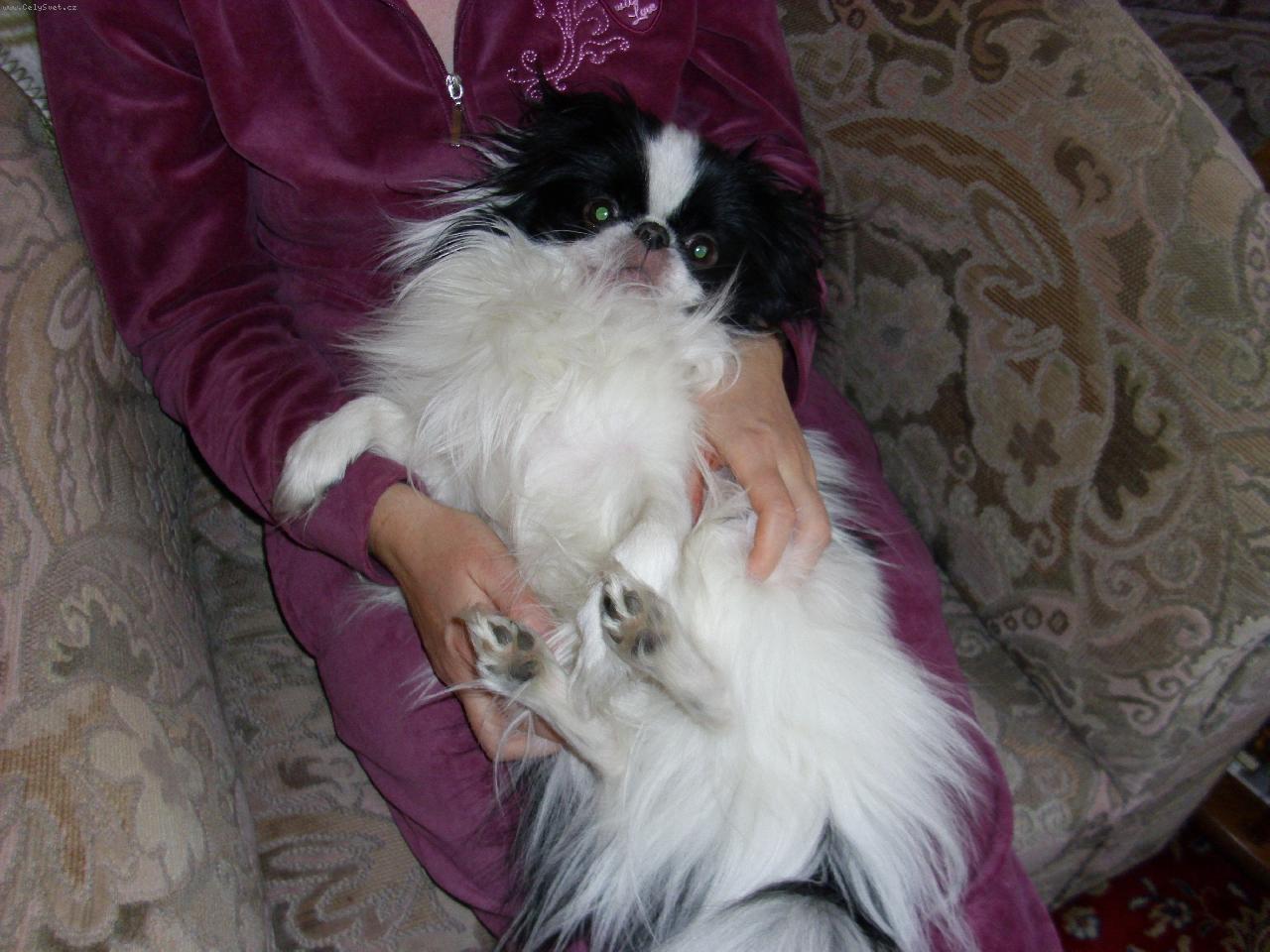 Foto: �ikou�ek-n� mazel