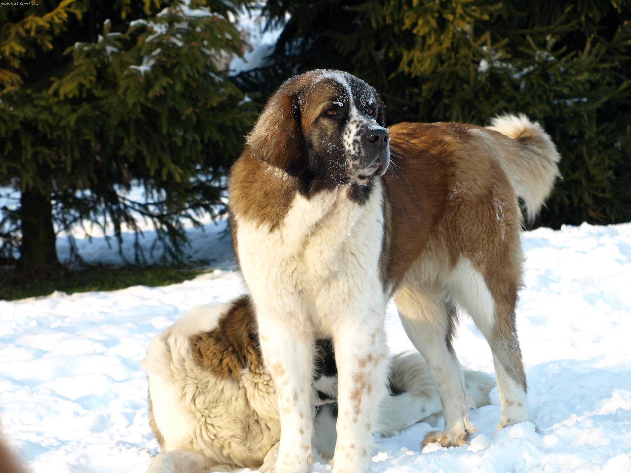 Foto: Moskevsk� str�n� pes