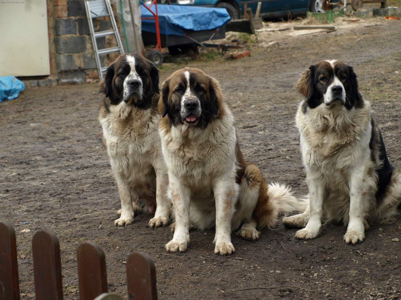 Foto: Moskevsk� str�n� pes