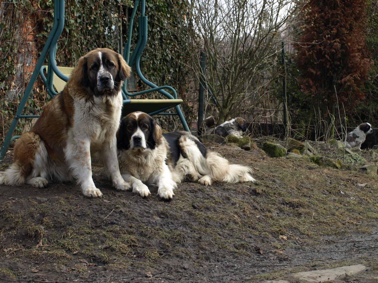 Foto: Moskevsk� str�n� pes