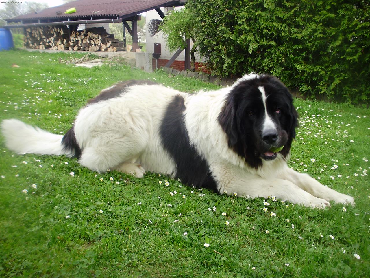 Foto: Bastienek formenos gil