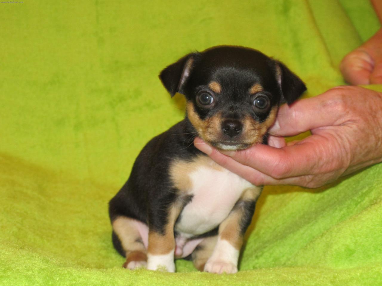 Foto: Chico-�t���tko kr�tkosrst� �ivavy