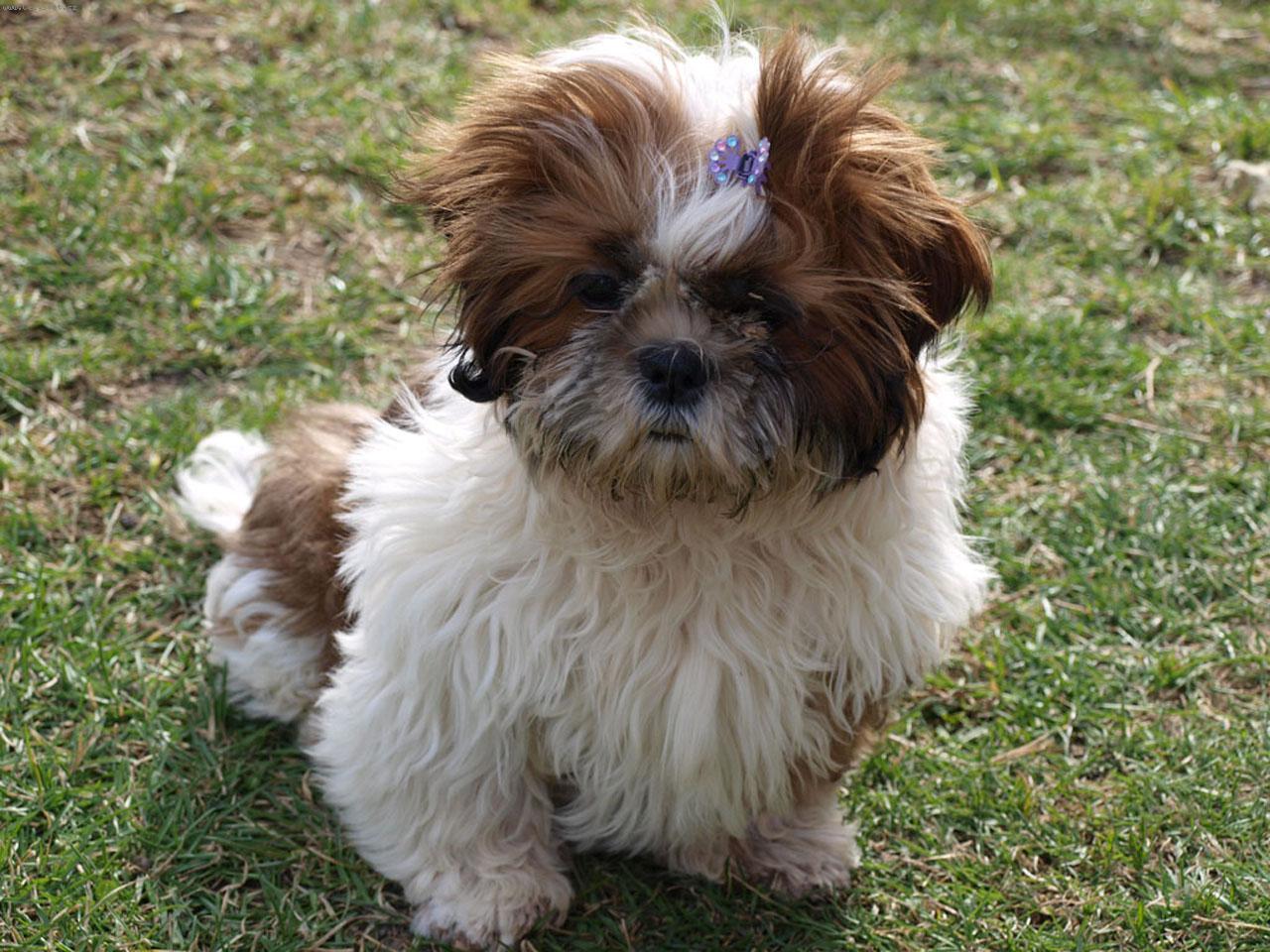 Foto: Torinek 3m�s�ce