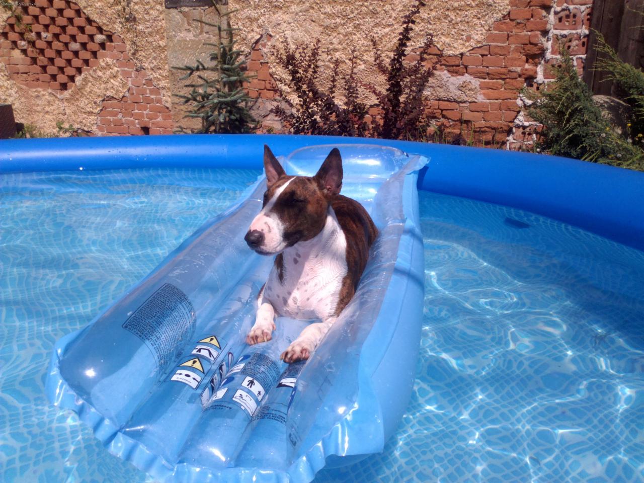 Foto: Baz�n-Nelinka