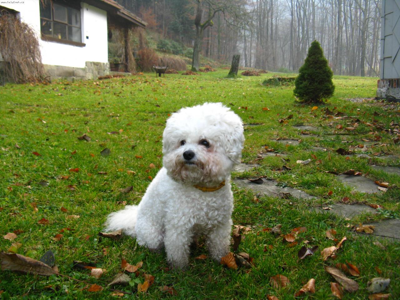 Foto: Afron Bergenia