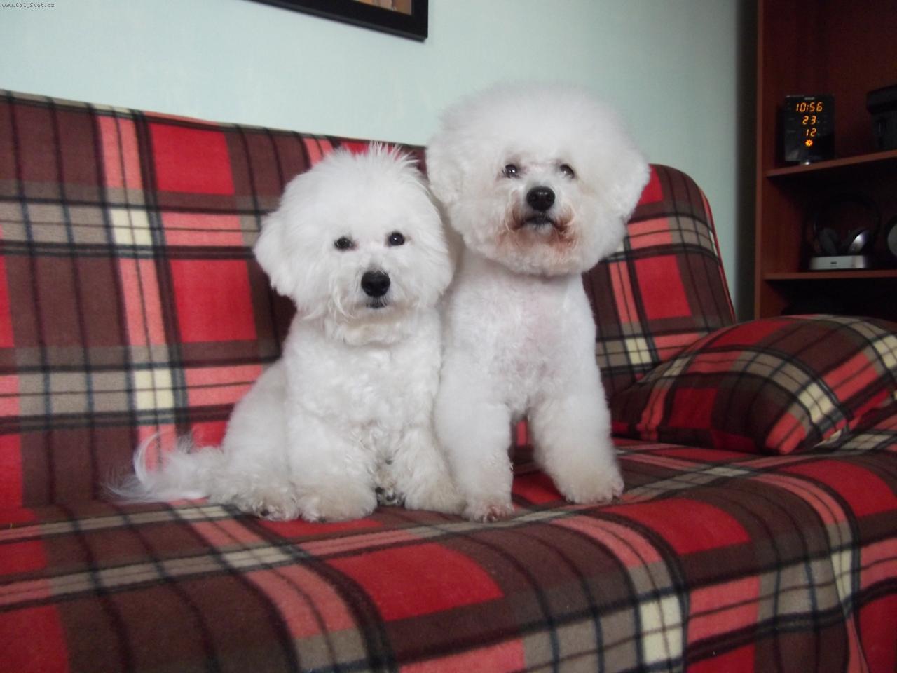 Foto: Bi�ko a Batuly.