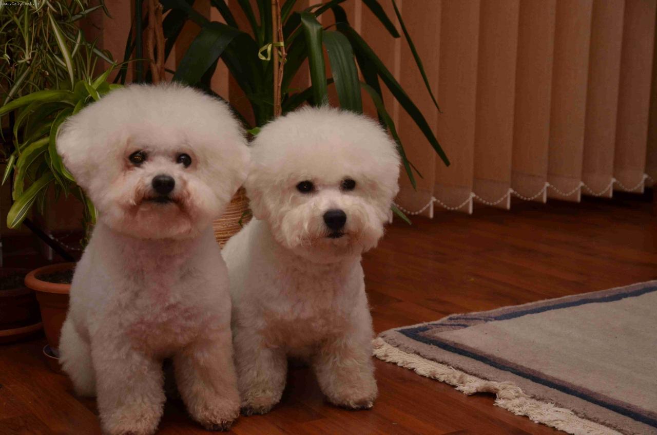 Foto: Bi�ko a Baty