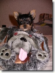 Frodo s hl�da�em