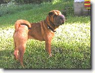 �arpej - fenka Airin