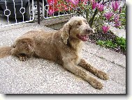 V�marsk� oha� dlouhosrst�