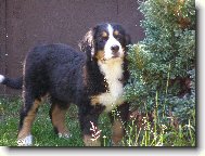 Elisa ze Stam��ic