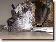 Caky u Rychl�ho ��bla