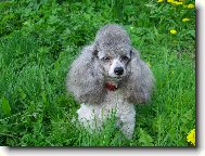 Pudl toy st��brn�