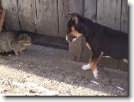 �o to m��e byt za zviera?