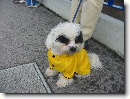 Denis povod�ov� turista