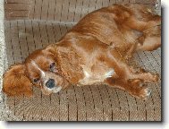 Kaval�r King Charles �pan�l