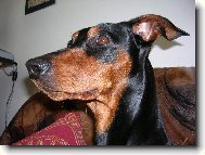 Rot - cerROT Danilo �kub�nek