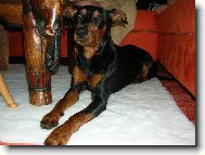 Rot - cerRot Danilo �kub�nek